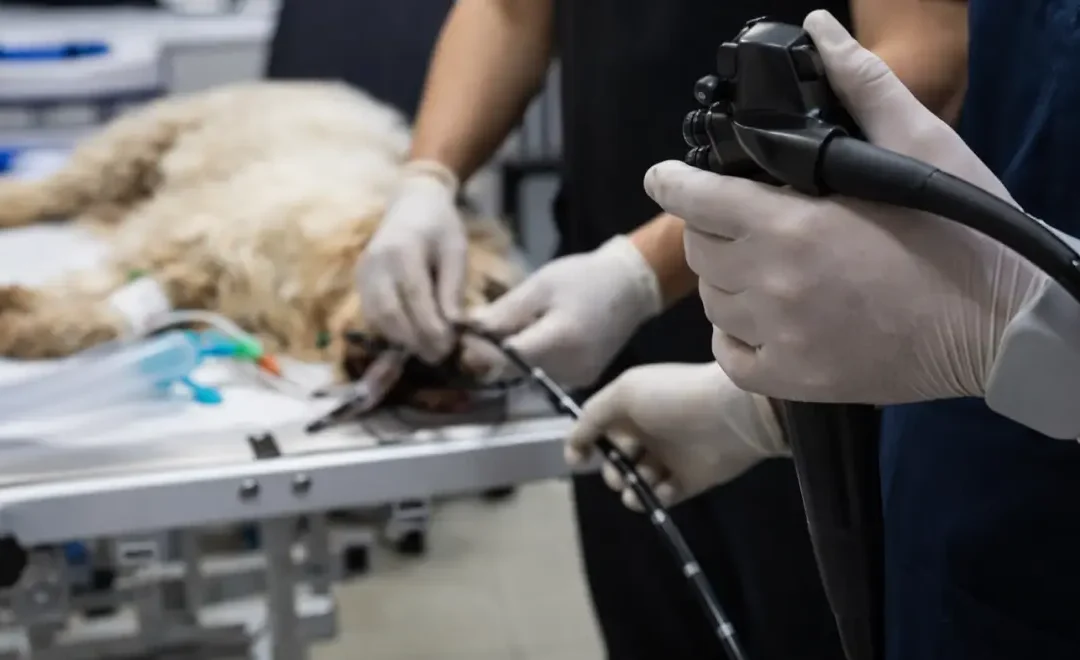 Veterinary Diagnostics