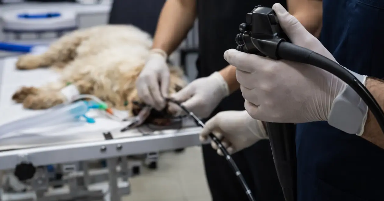 Veterinary Diagnostics